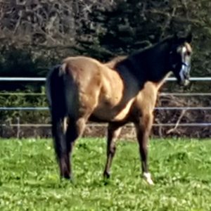 American Quarter Horse Rental (per hour)
