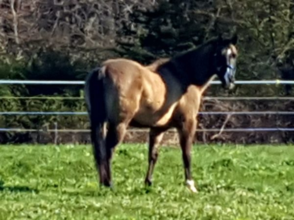 American Quarter Horse Rental (per hour)