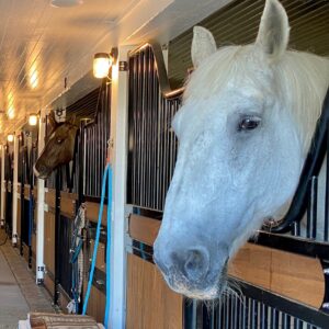 Horse Lease (per month)