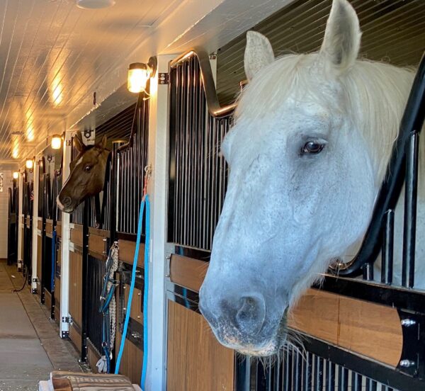 Horse Lease (per month)